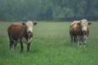 cattle-2554579_1920_pixabay_Steffen_Frank.jpg