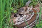 fawn-546027_1920_pixabay-Sascha_Haendle.jpg