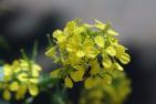 mustard-5235419_1920_pixabay_FotoRieth.jpg