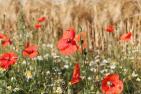 poppies-3503451_1920_pixabay-RobertundMadlin.jpg