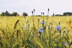 JA_barley-1467530_1920_pixabay-TanteTati.jpg
