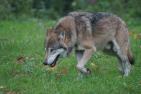 wolf-487531_1920_pixabay_N_Steffens.jpg
