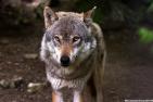 JA_wolf-635063_1920_pixabay-reincarnation40_mit_CR.jpg