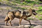 wolf-1288687_1920_pixabay_sipa.jpg