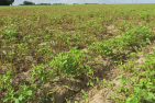 Dr._Karsten_Buhr_Kartoffel_Phytophthora.png