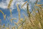 wheat-228726_1920_pixabay_RObin.jpg