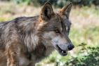 wolf-2952937_1920_pixabay_christels.jpg