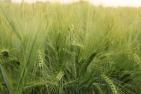 wheat-1439448_1920_pixabay_Axtara.jpg