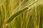 barley-field-8230_1920_pixabay-HansBraxmeier.jpg