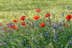 poppy-2277653_1920_pixabay-B._Schmidt.jpg