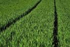 green-5084398_1920_pixabay_pasja1000_schn.jpg