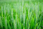 green-1117267_1920_pixabay_Hans.jpg