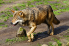 wolf-1281889_1920_pixabay_Karsten_Paulick.png