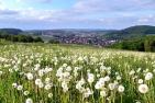 Löwenzahnwiese voller Pusteblumen