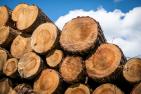 wood-1318872_1920_pixabay-Didgeman.jpg