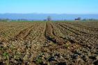 field-1322819_1920_pixabay_Manfred_Antranias_Zimmer.jpg