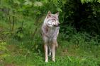 wolf-6319252_1920_pixabay_WFranz.jpg