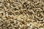 seeds-3713535_1280_pixabay_rumpel.jpg