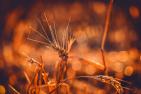 Weizen in der Abendsonne