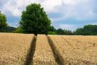 wheat-4335898_1920_pixabay_Thomas_B..jpg