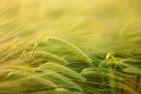 barley-2117454_1920_pixabay_Hans.jpg