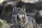 wolf-5360340_1920_pixabay_keyouest.jpg