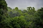 rainforest-7399285_1920_pixabay_HarryJBurgess.jpg