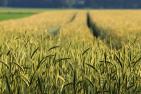 cereals-6358534_1920_pixabay_cely.jpg