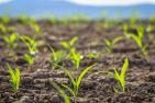 seedling-7494363_1920_pixabay_analogicus.jpg