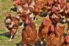 chicken-4155959_1920_pixabay_Capri23auto.jpg