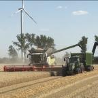 Mähdrescher mit Traktor bei der Weizenernte auf dem Feld