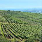 Weinanbau Weinhänge