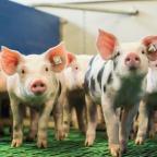 Schweine