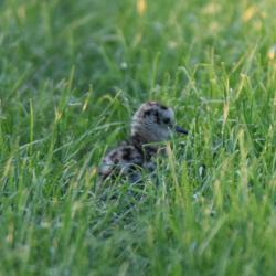Großer Brachvogel Küken