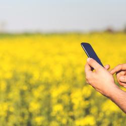 Rapsfeld und zwei Hände halten ein Mobiles Telefon 