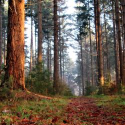 Waldweg