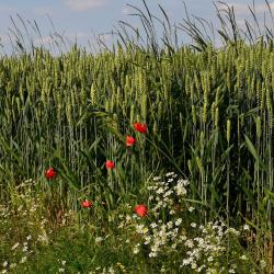 cornfield-4293258_1920_pixabay-Detmold.jpg