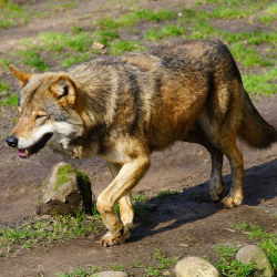 wolf-1281889_1920_pixabay_Karsten_Paulick.png