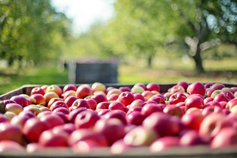 A2_apples-1004886_c_JillWellington_pixabay.jpg
