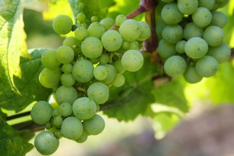 A4_grapes-439300_c_VicampoWeinbilder_pixabay.jpg