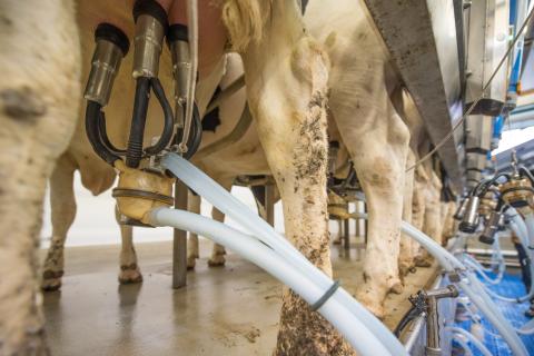 A2_milk-3455394_c_Ehrecke_pixabay.jpg