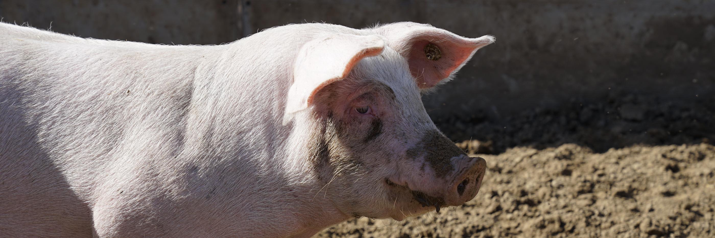 EU-Nutztierstrategie und Proteinplan: Richtung stimmt, Umsetzung entscheidet