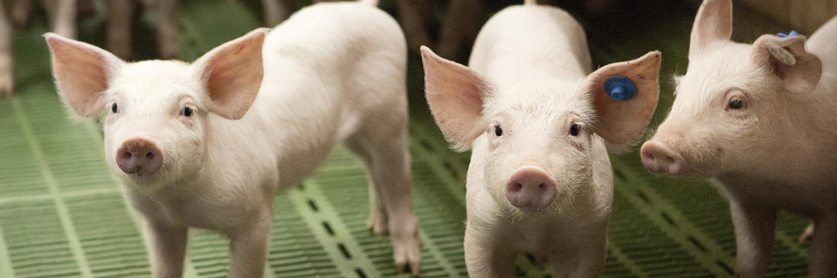 DBV fordert Abschaffung des Tierhaltungskennzeichnungsgesetzes