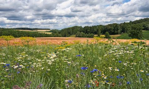 Blühstreifen Niederbayern