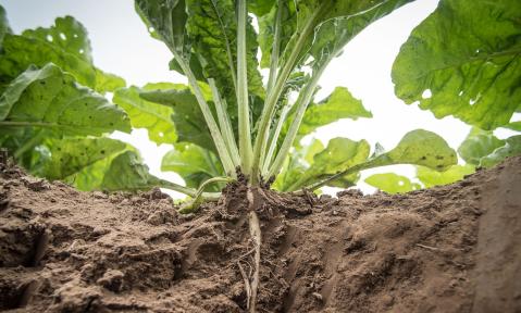 Agriculture