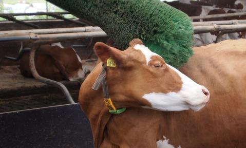 Kuh mit Massagebürste