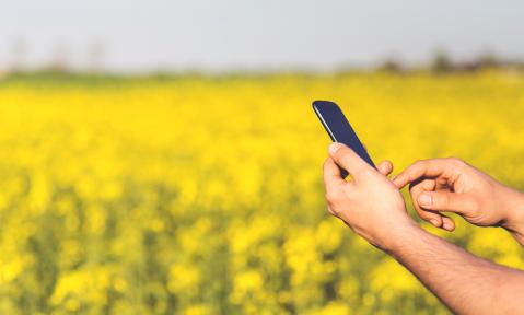 Rapsfeld und zwei Hände halten ein Mobiles Telefon 