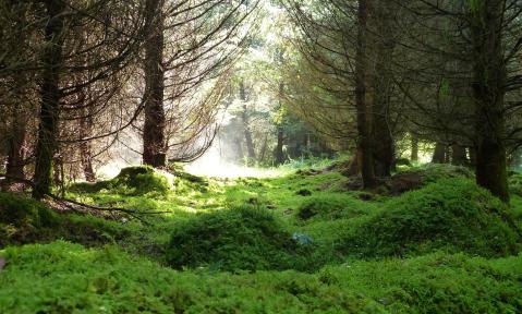 Waldlandschaft