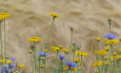 BIOFACH 2026: Öko-Landbau braucht Planungssicherheit