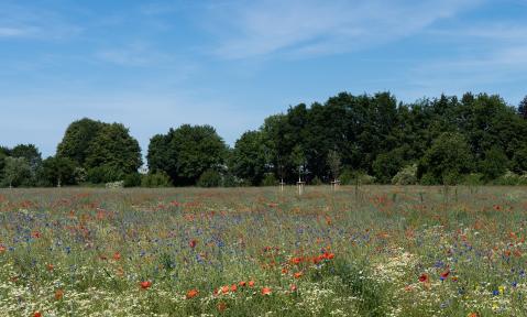Landschaft